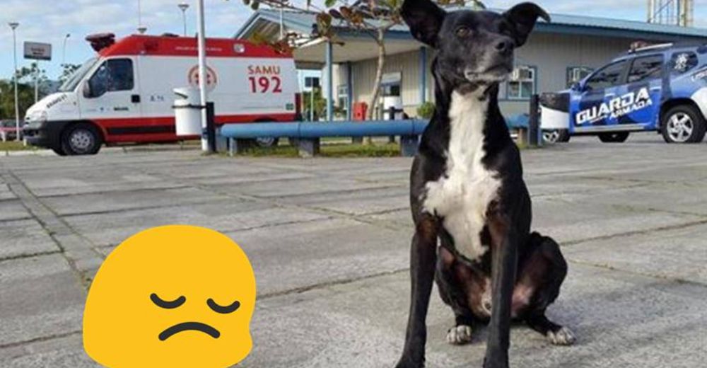 Durante 8 meses este leal perrito ha esperado a su dueño frente al hospital – CONMOVEDOR