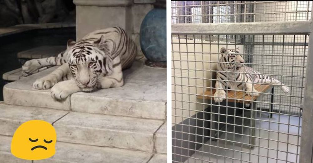 Los tigres del acuario de Houston llevan 13 años presos sin sentir la luz del sol