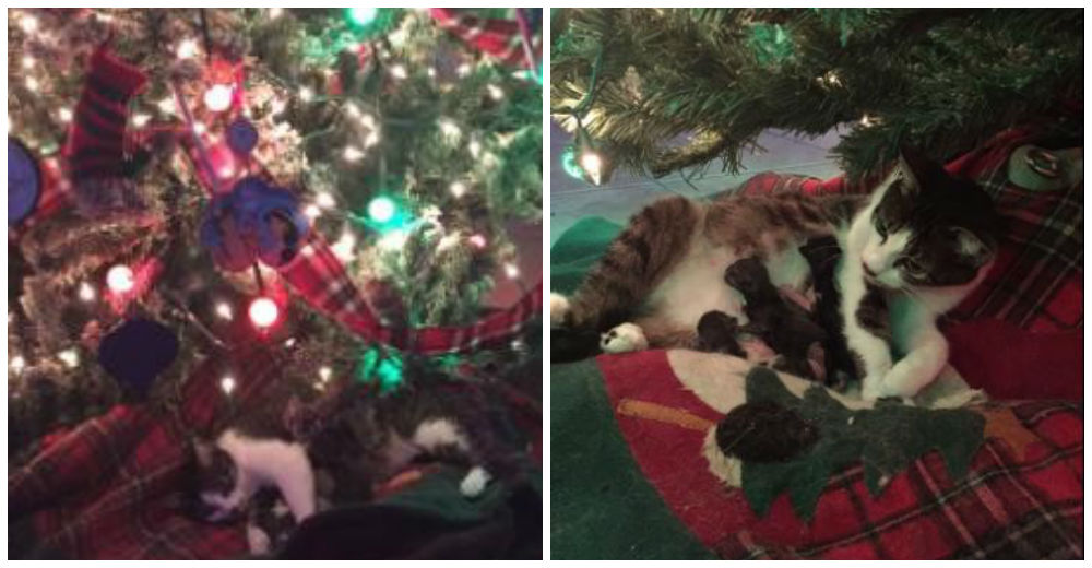 Así fue el hermoso regalo de Navidad que esta gatita adoptada le dio a su familia