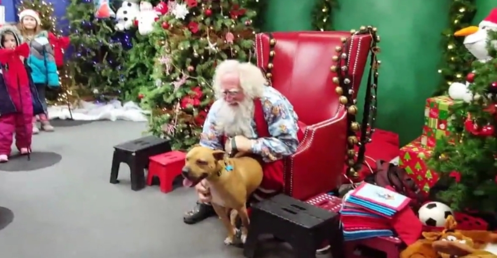 Cuando este pitbull rescatado conoció a Papá Noel por primera vez no pudo controlar su emoción