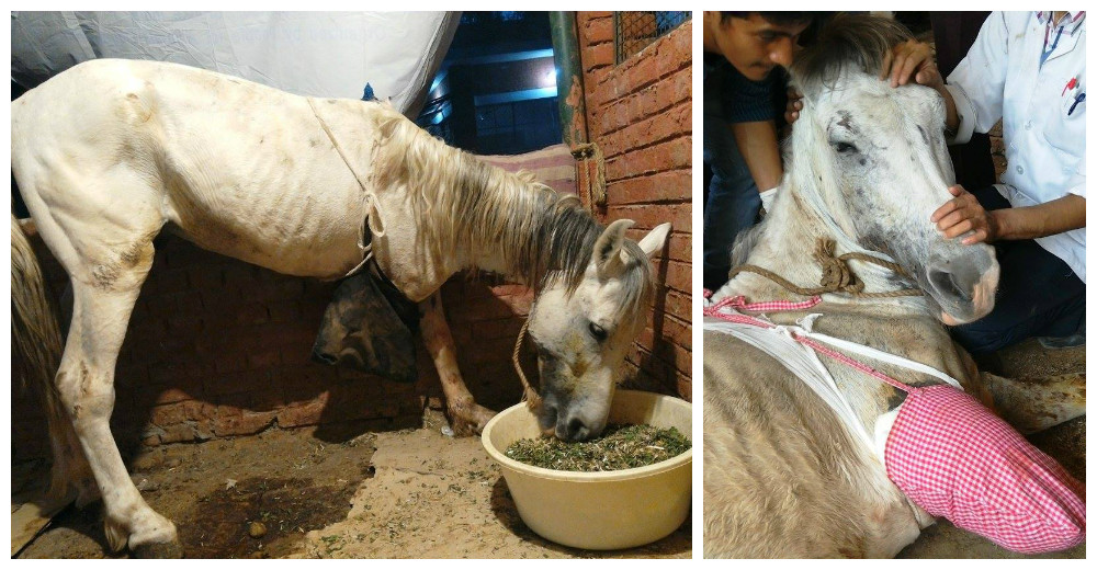 La emotiva historia de Rola, el caballo que perdió una de sus patas y recibió otra oportunidad