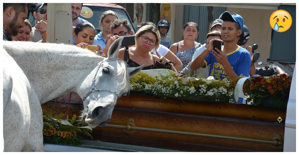 Un hermoso caballo se despide de su dueño en su funeral sorprendiendo a todos los presentes