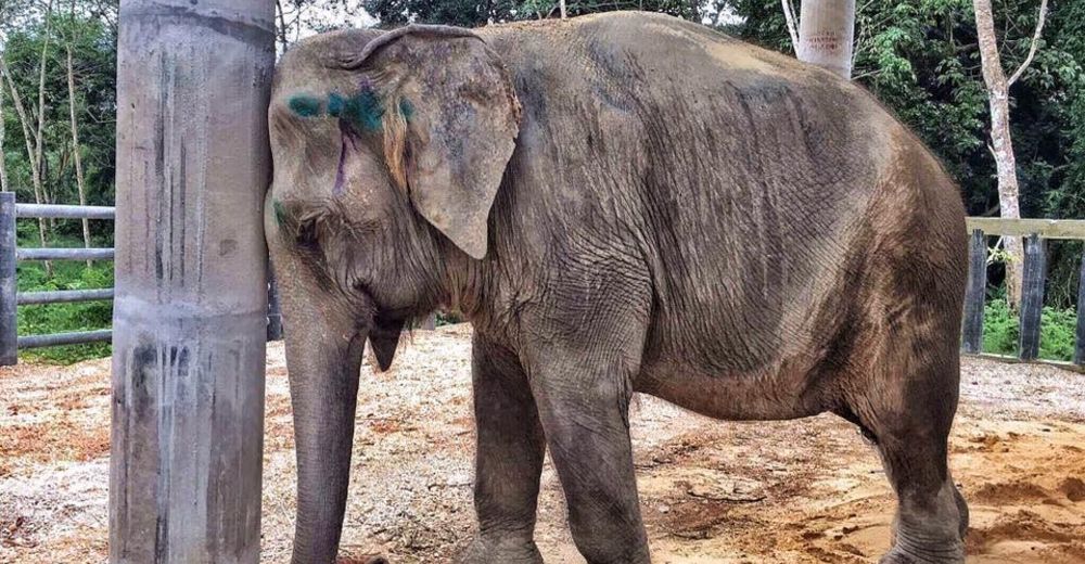 Esta pobre elefante estaba tan deprimida que no podía ni dormir, y así logró superar su dolor…