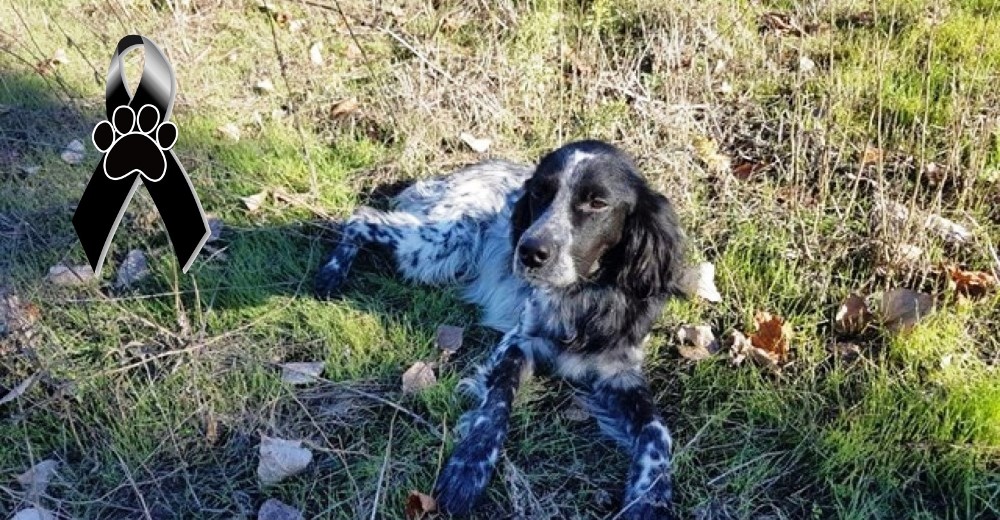 Nor, el perrito de 10 meses que falleció a causa de los petardos de Noche Vieja ¿Hasta cuándo?