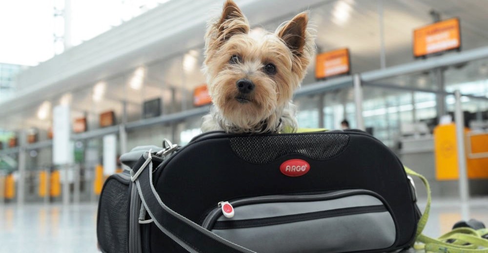 Las 5 respuestas que deberías conocer antes de viajar en avión con tu mascota