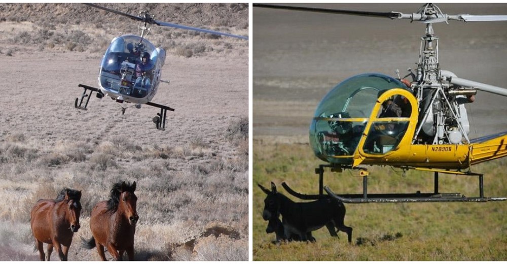 Más de 45 mil caballos y burros salvajes podrían ser sacrificados injustamente en Estados Unidos