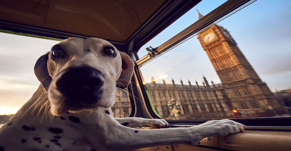 En Londres hay un plan turístico pensado especialmente para tu querido peludo