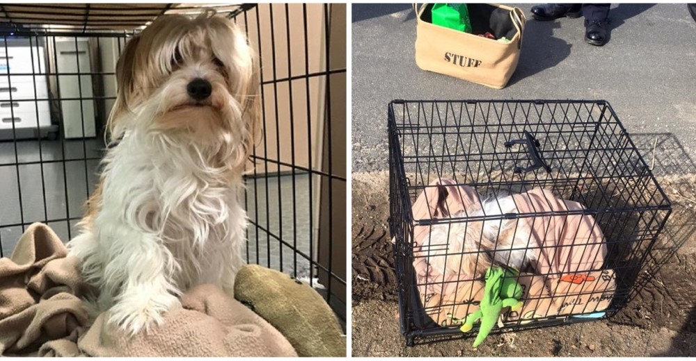 A este pobre perrito lo abandonaron en medio de la carretera con su caja de juguetes