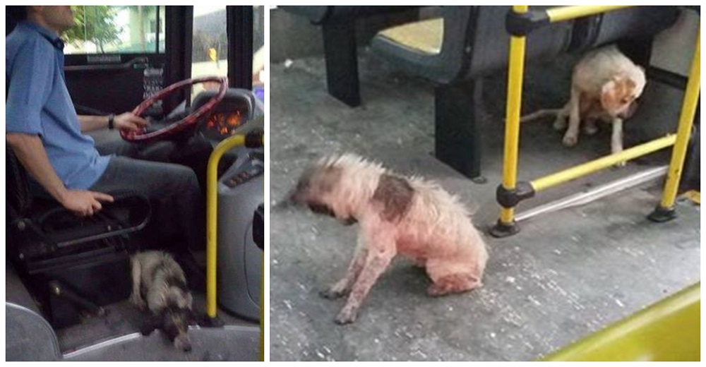 Chofer de un autobús actúa al ver a tres perritos callejeros durante una tormenta