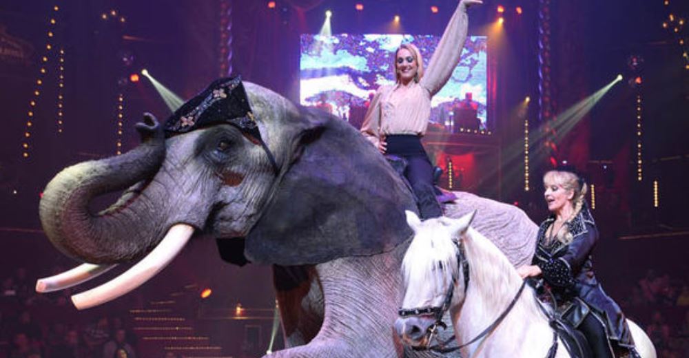 IMPORTANTE: Madrid da el primer paso para prohibir los circos con animales