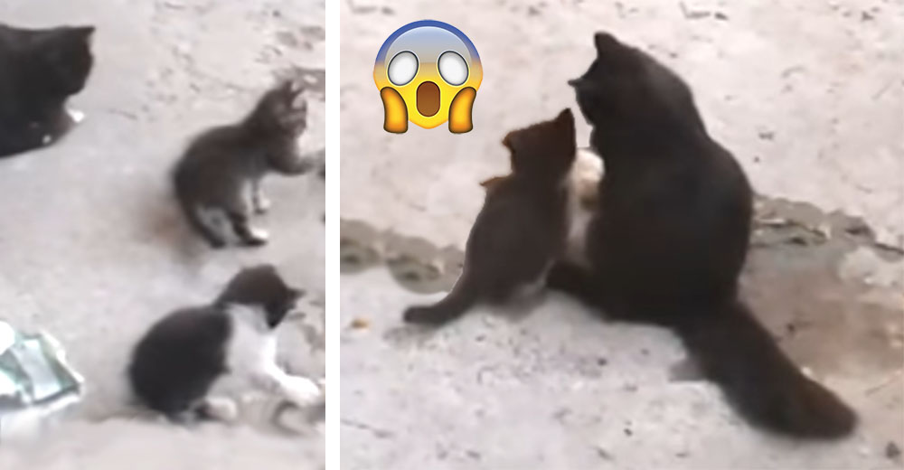 Una madre gata encuentra el mejor y más grande cuidador para sus bebés