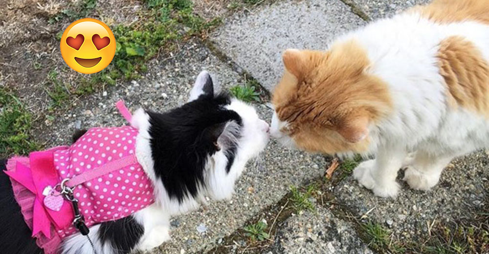 «La chica de al lado», la historia de amor entre unos gatitos gracias a sus dueños