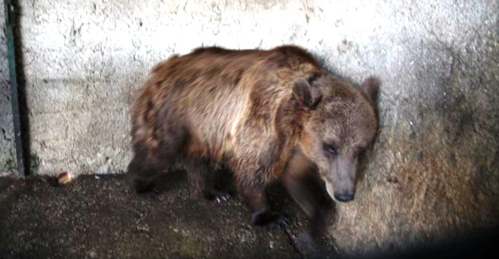 Pashuk, Gjina, Tomi… La pesadilla de decenas de osos en cautiverio que necesitan nuestra ayuda