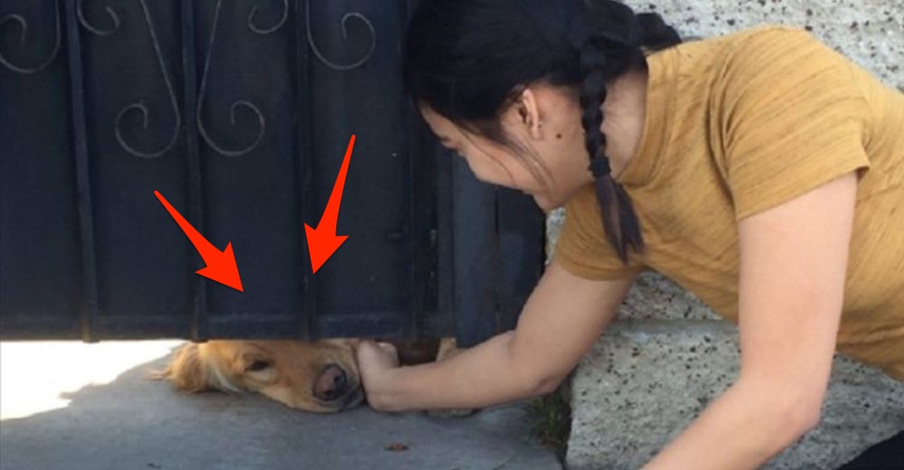 La gente está enamorada del perrito que cada día espera a que una chica salga de la escuela