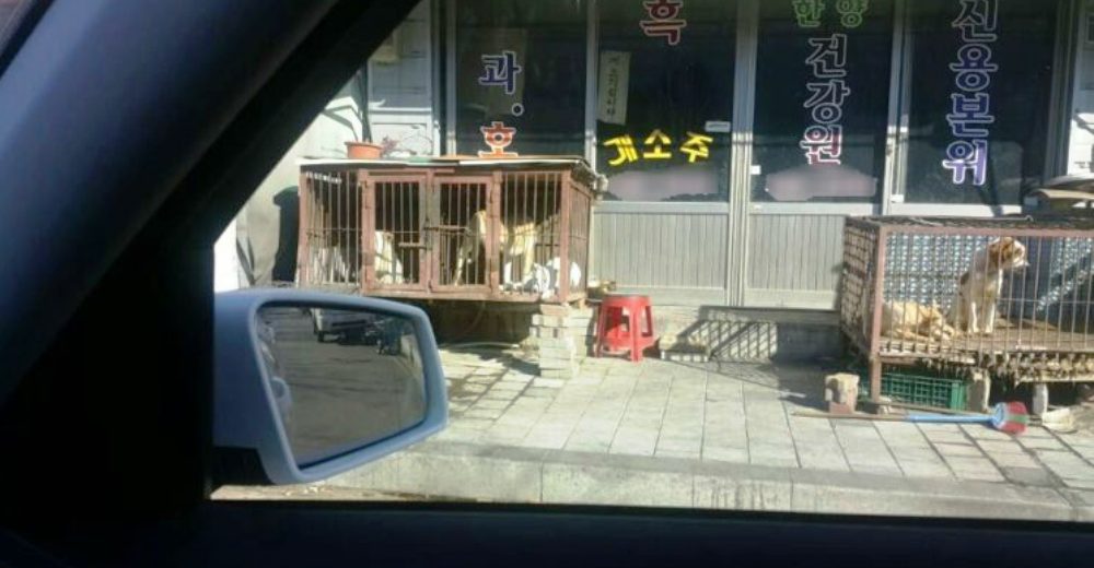 Parecía una «tienda de animales» pero realmente era un lugar terrorífico para los perros