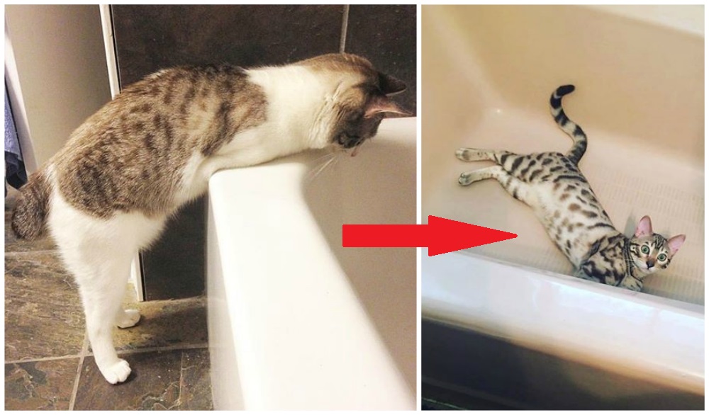 ¿Pueden los gatos repentinamente comenzar a desear un largo y relajante baño?