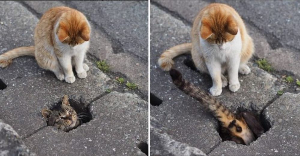 Un fotógrafo captura las aventuras de un grupo de gatos y el resultado enloquece a las redes