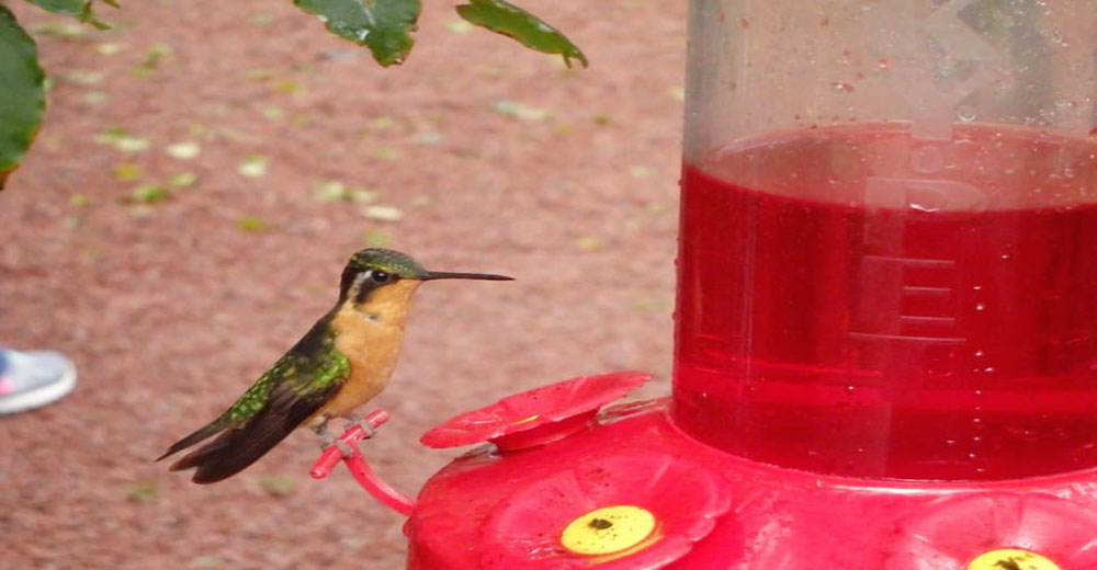 La aterradora verdad sobre el néctar rojo y el terrible daño que le causa a los colibríes