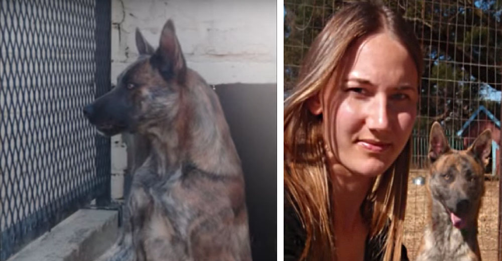 La decisión de una mujer cambió el terrible destino de este perro