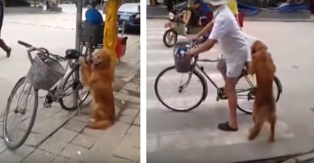 Este perro Golden tiene cautivado a su dueño por el modo en el que cuida su bicicleta