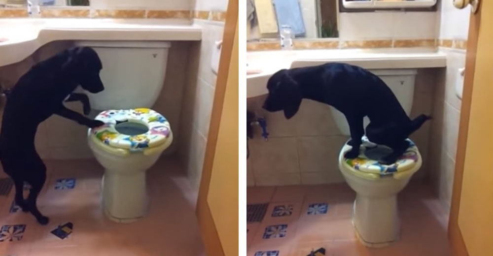 Un perro que usa el baño para hacer sus necesidades tiene a todos con la boca abierta