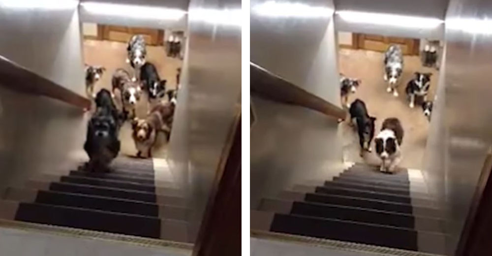 Estos perros esperan pacientemente que su dueña los llame para subir las escaleras