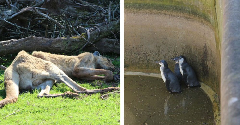 Hacen una inspección en un zoológico – Lo que encuentran es peor de lo que se imaginan