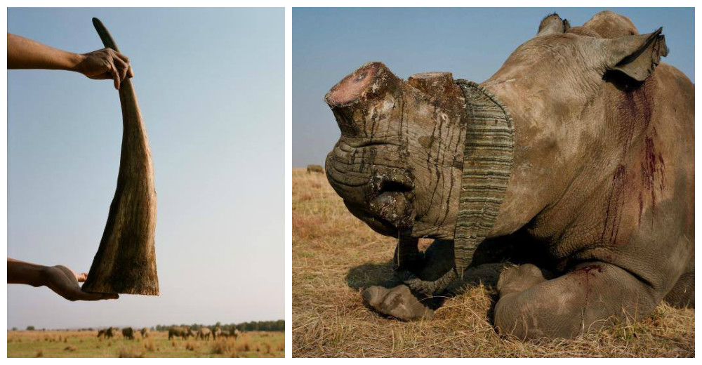 Sudáfrica legaliza la venta de cuernos de rinoceronte y condena a miles de animales a morir