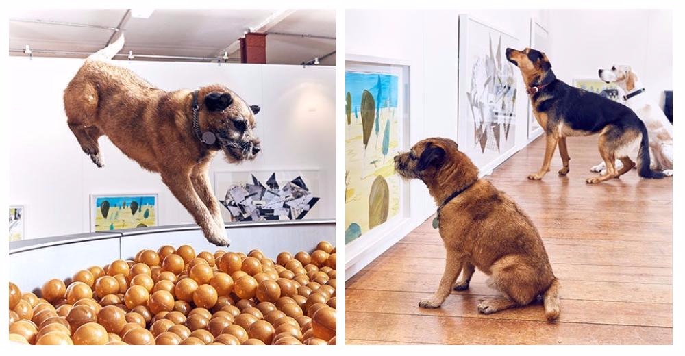 Arte para perros: hacen una exhibición especial dirigida a caninos