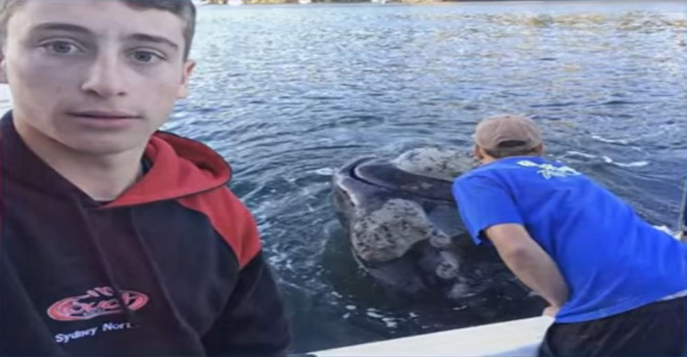 Pensaron que una ballena quería saludarlos, pero realmente les estaba pidiendo ayuda