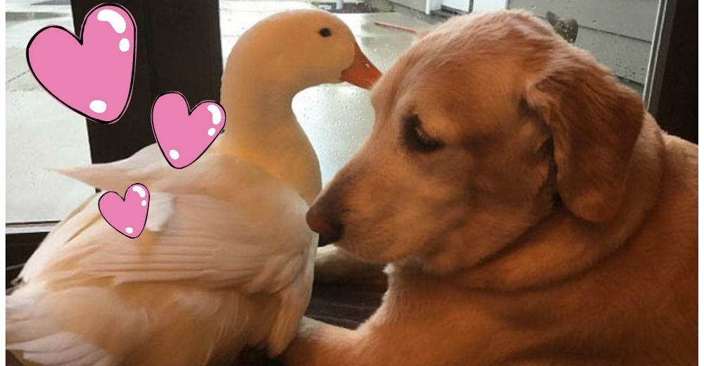 Un pato y un perrito nos enseñan lo hermosa que puede ser una amistad entre especies