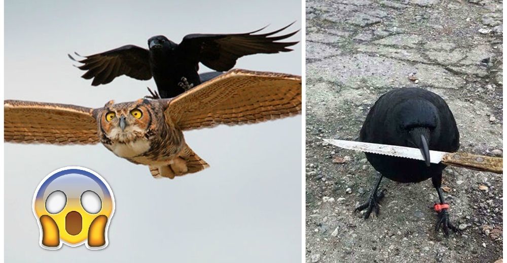 7 cuervos que vienen a demostrarnos que son los amos de los cielos… y de la tierra también