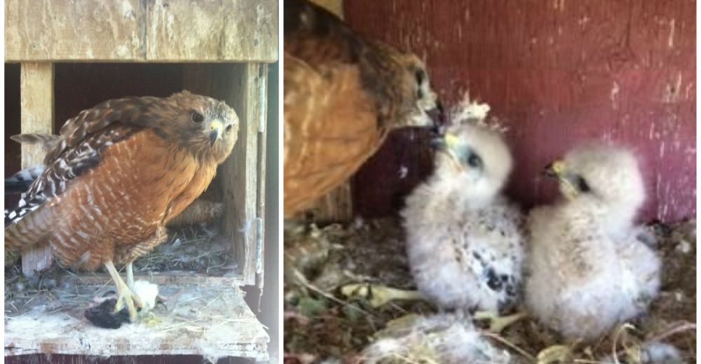 Halcón que no puede volar se ha convertido en una madre sustituta para aves huérfanas