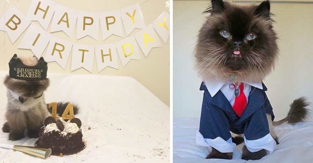 Fred, el gato que fue abandonado, ahora tiene el mejor cumpleaños de todos