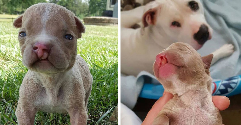 Freki, el cachorro con paladar hendido que sobrevivió gracias a su adorable familia