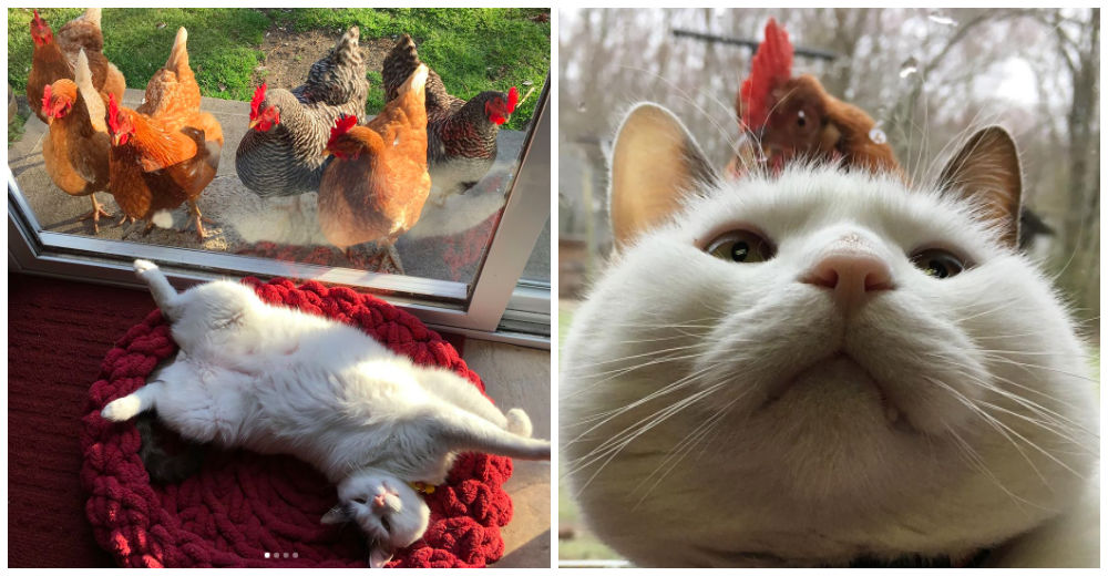 Estas gallinas están obsesionadas con un gato obeso y han decidido declararse sus fans