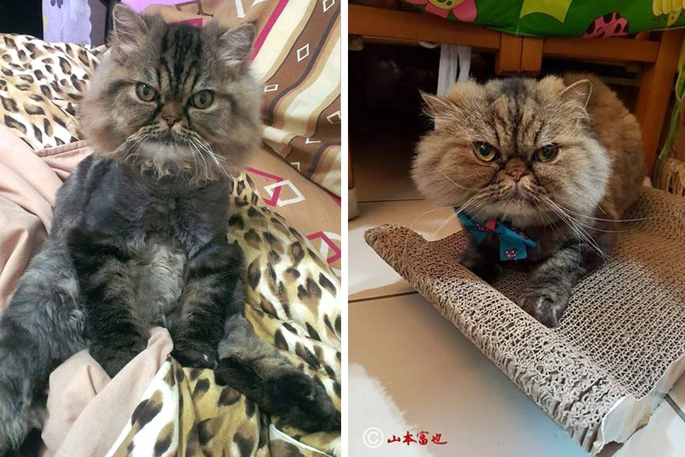 Jin Jin, el gato persa más lindo, se hace famoso por su espantoso corte de pelo