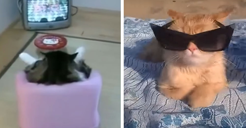 Estos gatos se comportan como humanos y lo que hacen es asombroso