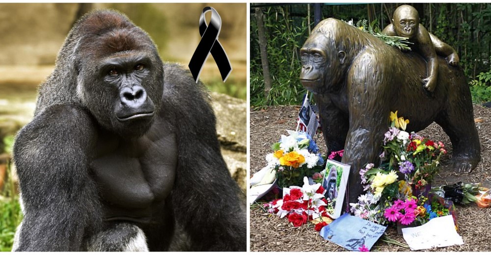 A un año de la muerte de Harambe, el zoológico donde fue asesinado no le rindió un homenaje