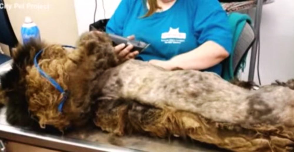 La emotiva historia de Harry, el perrito de la calle al que le quitaron casi 3 kilos de pelo