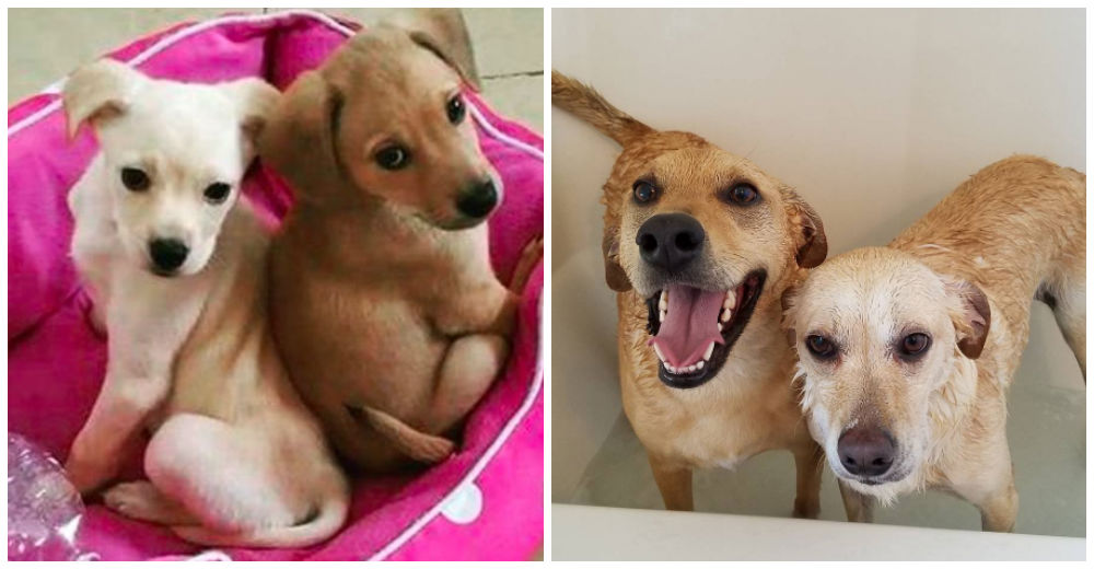 Fue a adoptar 1 y regresó con 2 – Juno y Jordan, amigos inseparables que ya tienen un hogar