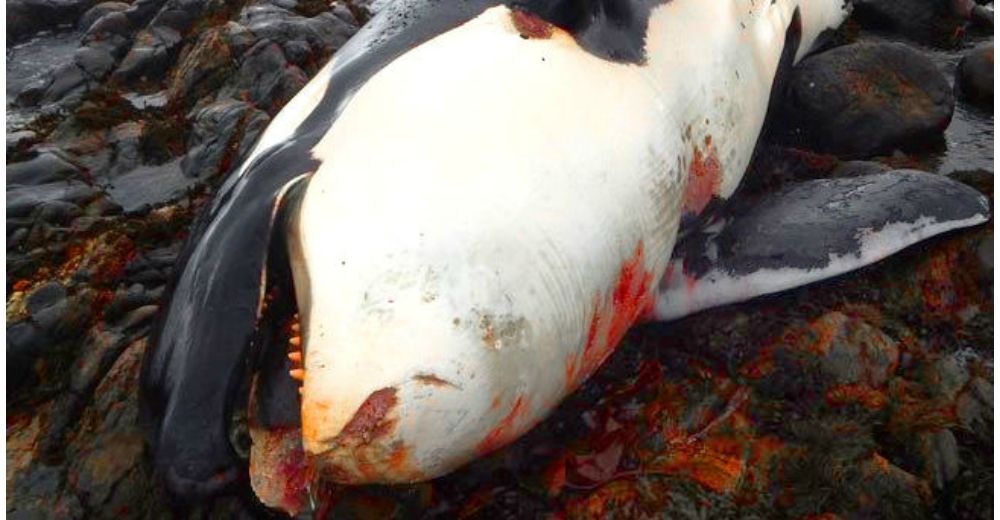 Nuevos datos sobre la última muerte de una orca en el Reino Unido son alarmantes