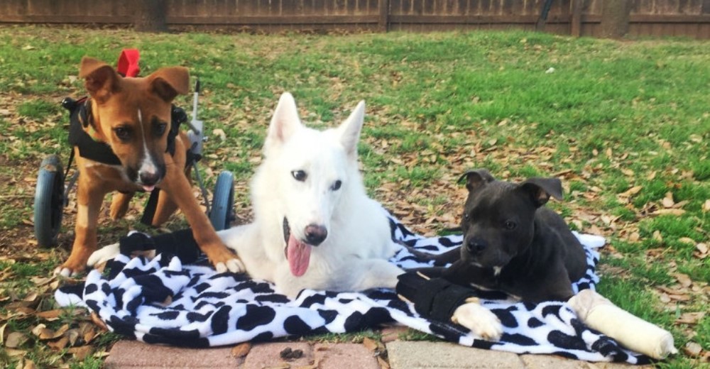 Elsa, una perrita abandonada y con una condición especial llegó al lugar perfecto para ser feliz