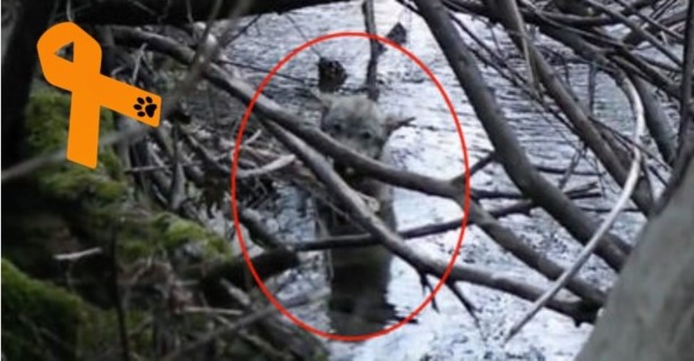 Unos rescatistas agotan esfuerzos para salvar a un lobo a punto de morir congelado en un río