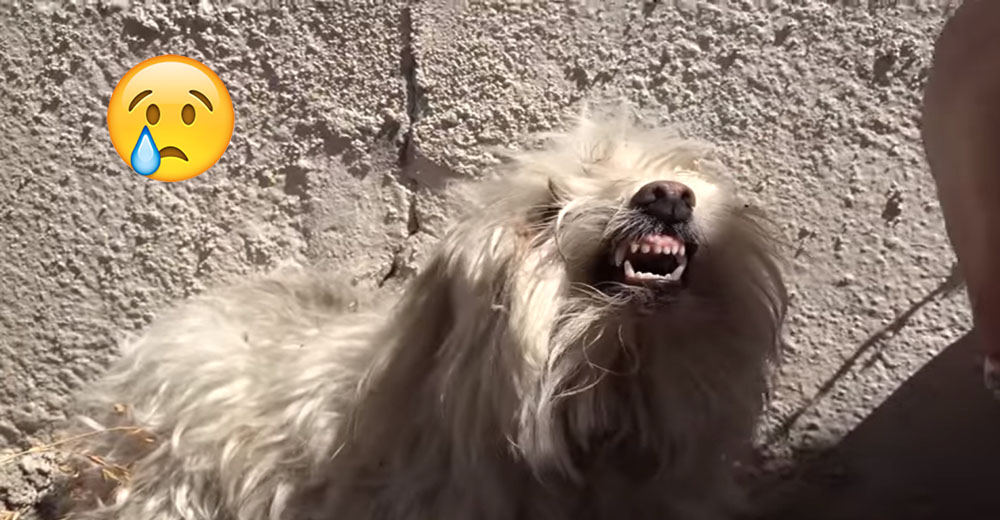 Tras un pasado de abandono y maltrato, ahora con un look que enamora a cualquiera