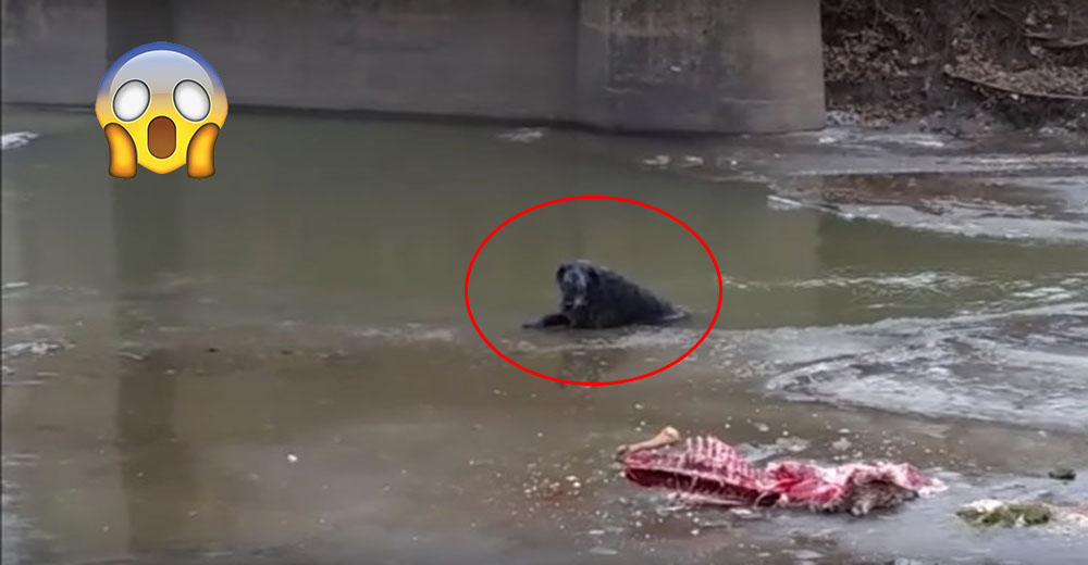 Un hombre siguió sus instintos y salvó a este perro de un trágico final