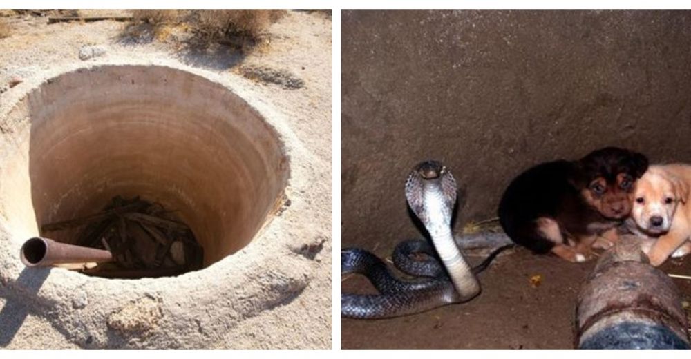 Dos cachorros caen en un pozo junto a una cobra, y sucedió algo inesperado