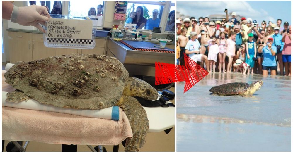 Poppy, la tortuga que fue rescatada entre sanguijuelas y percebes, tiene un gran final feliz