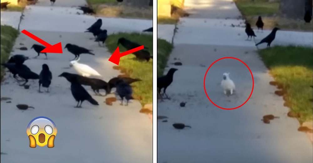 Una cacatúa de California se convierte en la oveja blanca entre su grupo de amigas