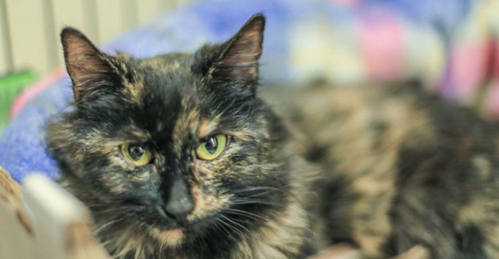 A una gatita le llega la hora de dar a luz y lo tiene que hacer en el suelo congelado